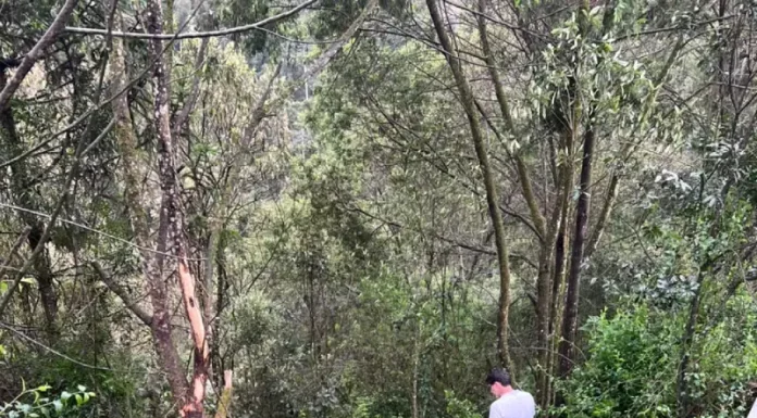 Colisão frontal deixa dois mortos e três feridos na BR-282 em Bom Retiro (SC) Bombeiro com uniforme amarelo e capacete avalia os destroços de um veículo que caiu em uma ribanceira cercada por mata densa, após grave colisão na BR-282 em Bom Retiro (SC). Ao fundo, um homem observa a cena. Partes do carro estão espalhadas entre a vegetação, indicando a força do impacto.