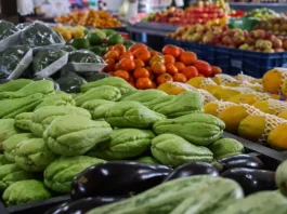 Santa Catarina tem a maior proporção de domicílios com Segurança Alimentar do país Foto com verduras e legumes frescos, representando a oferta de alimentos saudáveis e a segurança alimentar no estado de Santa Catarina.
