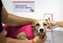 Pessoa segura uma cadelinha com roupinha rosa enquanto veterinária realiza a marcação durante a castração, conforme a nova lei de animais castrados de São José.