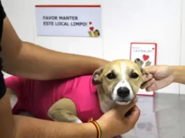 Pessoa segura uma cadelinha com roupinha rosa enquanto veterinária realiza a marcação durante a castração, conforme a nova lei de animais castrados de São José.