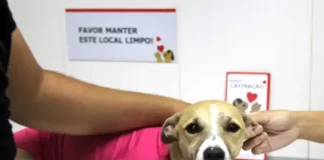 Pessoa segura uma cadelinha com roupinha rosa enquanto veterinária realiza a marcação durante a castração, conforme a nova lei de animais castrados de São José.