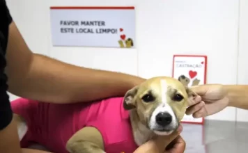 Pessoa segura uma cadelinha com roupinha rosa enquanto veterinária realiza a marcação durante a castração, conforme a nova lei de animais castrados de São José.
