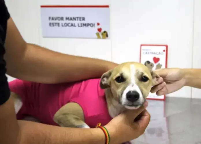 Pessoa segura uma cadelinha com roupinha rosa enquanto veterinária realiza a marcação durante a castração, conforme a nova lei de animais castrados de São José.