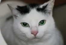 Foto de um gato branco com manchas pretas na cabeça e na orelha esquerda, usada para ilustrar a campanha de castração gratuita promovida pela Prefeitura de Florianópolis.