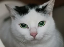 Foto de um gato branco com manchas pretas na cabeça e na orelha esquerda, usada para ilustrar a campanha de castração gratuita promovida pela Prefeitura de Florianópolis.