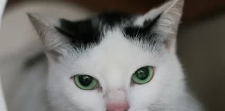 Foto de um gato branco com manchas pretas na cabeça e na orelha esquerda, usada para ilustrar a campanha de castração gratuita promovida pela Prefeitura de Florianópolis.