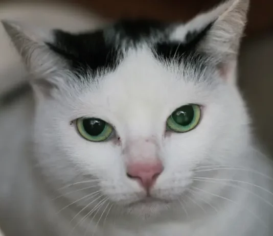 Florianópolis oferece 450 vagas de castração para gatos na próxima semana Foto de um gato branco com manchas pretas na cabeça e na orelha esquerda, usada para ilustrar a campanha de castração gratuita promovida pela Prefeitura de Florianópolis.
