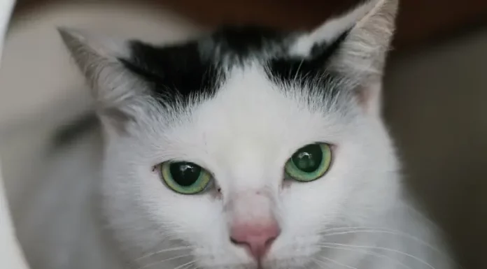Florianópolis oferece 450 vagas de castração para gatos na próxima semana Foto de um gato branco com manchas pretas na cabeça e na orelha esquerda, usada para ilustrar a campanha de castração gratuita promovida pela Prefeitura de Florianópolis.
