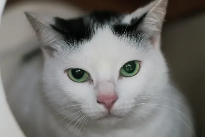 Foto de um gato branco com manchas pretas na cabeça e na orelha esquerda, usada para ilustrar a campanha de castração gratuita promovida pela Prefeitura de Florianópolis.