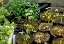 Foto mostra pés de maconha apreendidos pela Polícia Militar durante operação em Palhoça, destacando o cultivo ilegal de drogas.