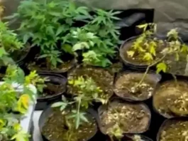 Foto mostra pés de maconha apreendidos pela Polícia Militar durante operação em Palhoça, destacando o cultivo ilegal de drogas.