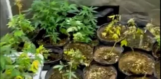 Foto mostra pés de maconha apreendidos pela Polícia Militar durante operação em Palhoça, destacando o cultivo ilegal de drogas.