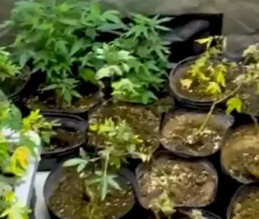 Foto mostra pés de maconha apreendidos pela Polícia Militar durante operação em Palhoça, destacando o cultivo ilegal de drogas.