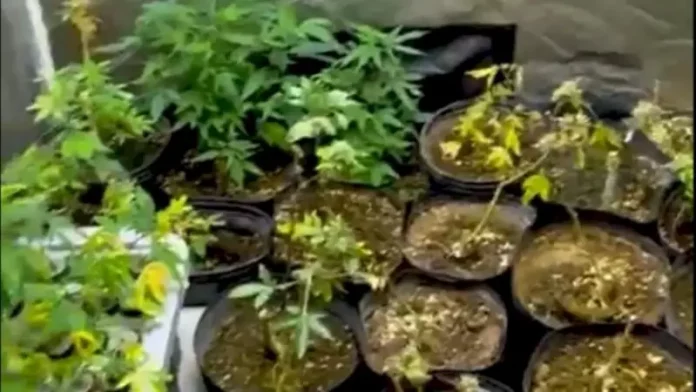 Foto mostra pés de maconha apreendidos pela Polícia Militar durante operação em Palhoça, destacando o cultivo ilegal de drogas.