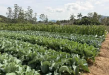 Plantação de couve saudável, mostrando cultivares em campo real para o evento “Vem pro Campo” em Santo Amaro da Imperatriz.