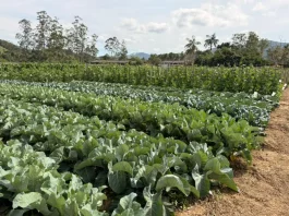 Santo Amaro da Imperatriz sedia o “Vem pro Campo!”, encontro técnico voltado à horticultura Plantação de couve saudável, mostrando cultivares em campo real para o evento “Vem pro Campo” em Santo Amaro da Imperatriz.