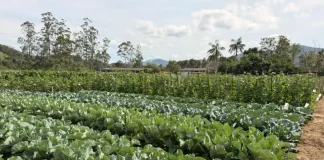 Plantação de couve saudável, mostrando cultivares em campo real para o evento “Vem pro Campo” em Santo Amaro da Imperatriz.