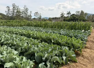 Plantação de couve saudável, mostrando cultivares em campo real para o evento “Vem pro Campo” em Santo Amaro da Imperatriz.