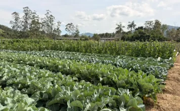 Plantação de couve saudável, mostrando cultivares em campo real para o evento “Vem pro Campo” em Santo Amaro da Imperatriz.