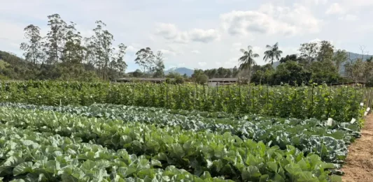 Plantação de couve saudável, mostrando cultivares em campo real para o evento “Vem pro Campo” em Santo Amaro da Imperatriz.