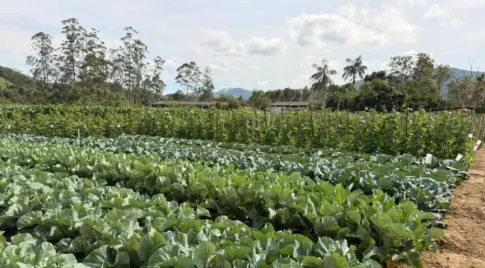 Plantação de couve saudável, mostrando cultivares em campo real para o evento “Vem pro Campo” em Santo Amaro da Imperatriz.