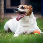 Cão no pátio da Dibea, aguardando por uma família para adoção.