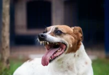 Cão no pátio da Dibea, aguardando por uma família para adoção.