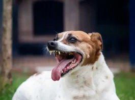 Feira de Adoção especial “Halloween da Dibea” acontece em Florianópolis neste sábado (8) Cão no pátio da Dibea, aguardando por uma família para adoção.