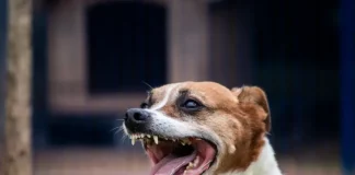 Cão no pátio da Dibea, aguardando por uma família para adoção.