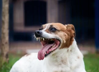 Feira de Adoção especial “Halloween da Dibea” acontece em Florianópolis neste sábado (8) Cão no pátio da Dibea, aguardando por uma família para adoção.