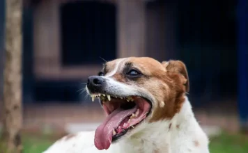 Feira de Adoção especial “Halloween da Dibea” acontece em Florianópolis neste sábado (8) Cão no pátio da Dibea, aguardando por uma família para adoção.