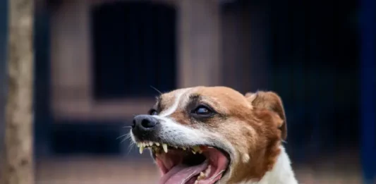 Feira de Adoção especial “Halloween da Dibea” acontece em Florianópolis neste sábado (8) Cão no pátio da Dibea, aguardando por uma família para adoção.