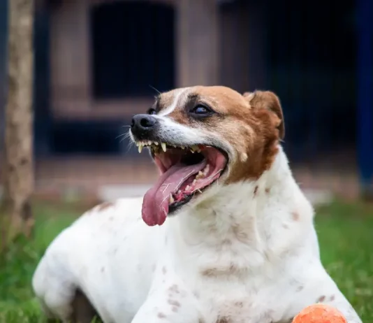 Cão no pátio da Dibea, aguardando por uma família para adoção.