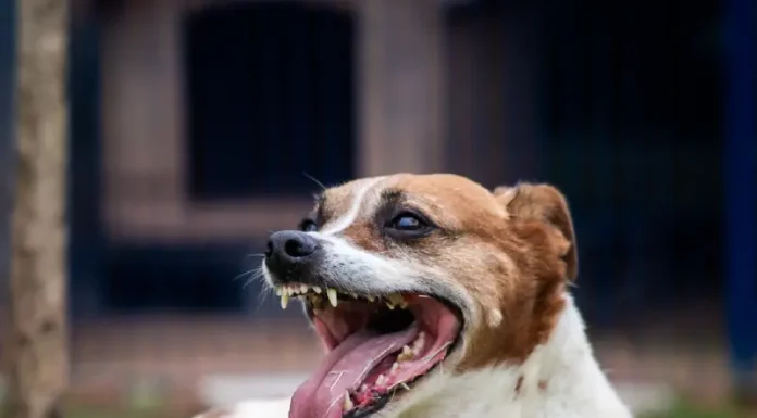 Feira de Adoção especial “Halloween da Dibea” acontece em Florianópolis neste sábado (8) Cão no pátio da Dibea, aguardando por uma família para adoção.