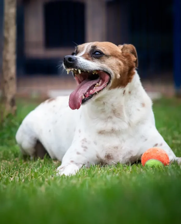 Adoção de animais Cão no pátio da Dibea, aguardando por uma família para adoção.