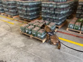 Receita Federal encontra cocaína diluída em garrafas de refrigerantes Cão de faro da Receita Federal inspeciona pallets de garrafas de refrigerante para ilustrar a operação que encontrou cocaína diluída na carga.