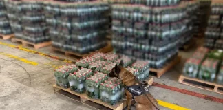 Cão de faro da Receita Federal inspeciona pallets de garrafas de refrigerante para ilustrar a operação que encontrou cocaína diluída na carga.