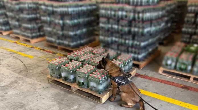 Cão de faro da Receita Federal inspeciona pallets de garrafas de refrigerante para ilustrar a operação que encontrou cocaína diluída na carga.