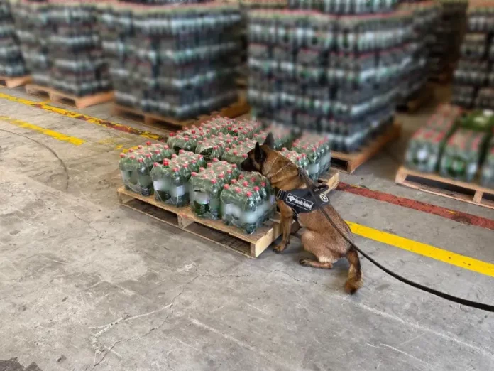 Cão de faro da Receita Federal inspeciona pallets de garrafas de refrigerante para ilustrar a operação que encontrou cocaína diluída na carga.