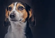 Cachorro simbolizando a lei que proíbe tatuagens e piercings em animais para fins estéticos em São José.