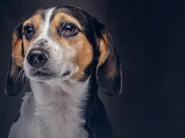 Cachorro simbolizando a lei que proíbe tatuagens e piercings em animais para fins estéticos em São José.