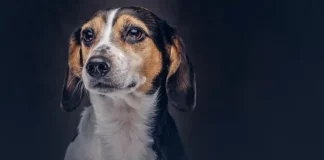 Cachorro simbolizando a lei que proíbe tatuagens e piercings em animais para fins estéticos em São José.