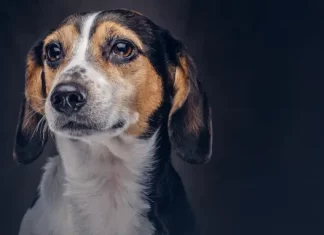 São José proíbe tatuagens e piercings em animais para fins estéticos Cachorro simbolizando a lei que proíbe tatuagens e piercings em animais para fins estéticos em São José.