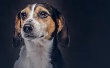 São José proíbe tatuagens e piercings em animais para fins estéticos Cachorro simbolizando a lei que proíbe tatuagens e piercings em animais para fins estéticos em São José.