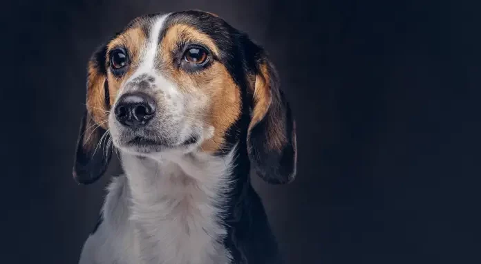 Cachorro simbolizando a lei que proíbe tatuagens e piercings em animais para fins estéticos em São José.