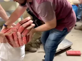 Polícia prende homem com 500kg de maconha em Palhoça Tabletes de maconha apreendidos pela polícia em Palhoça