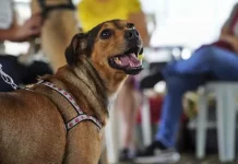 Cachorro usando guia durante mutirão de castração, ilustrando o atendimento gratuito oferecido pela Prefeitura para controlar a população animal nos bairros de São José.