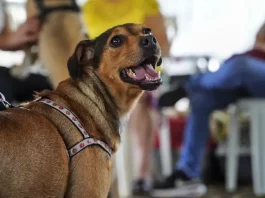 São José amplia mutirões e acelera castração de animais em bairros da cidade Cachorro usando guia durante mutirão de castração, ilustrando o atendimento gratuito oferecido pela Prefeitura para controlar a população animal nos bairros de São José.