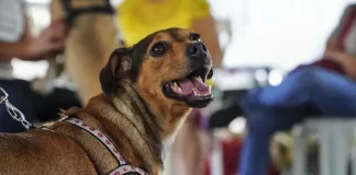 Cachorro usando guia durante mutirão de castração, ilustrando o atendimento gratuito oferecido pela Prefeitura para controlar a população animal nos bairros de São José.
