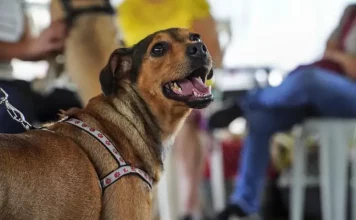 São José amplia mutirões e acelera castração de animais em bairros da cidade Cachorro usando guia durante mutirão de castração, ilustrando o atendimento gratuito oferecido pela Prefeitura para controlar a população animal nos bairros de São José.